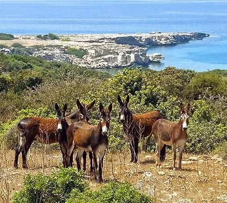 Paradise Karpaz & Restaurant Pensión
