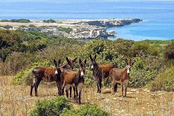 Paradise Karpaz & Restaurant Affittacamere